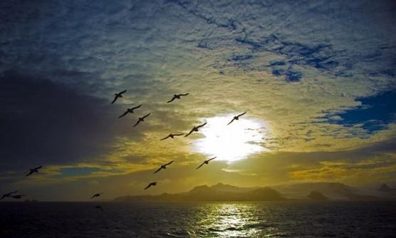 Pájaros sobrevuelan el buque brasileño Ary Rongel frente a la Antártida