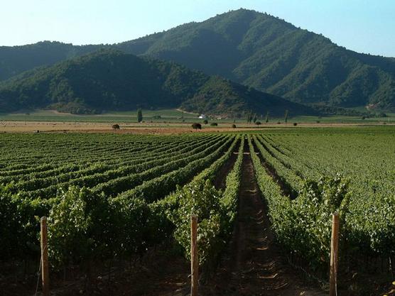 Crece la vitivinicultura chilena