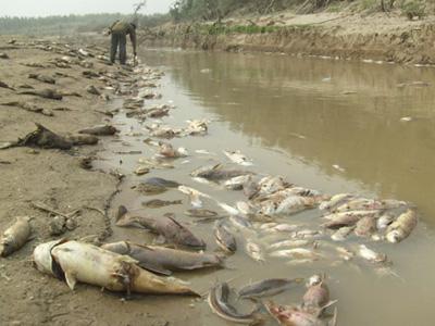 Miles de peces muertos por la contaminación del Pilcomayo