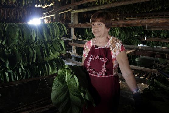 Berta Borrego, entre los palos con hojas verdes que ha ensartado para su secado