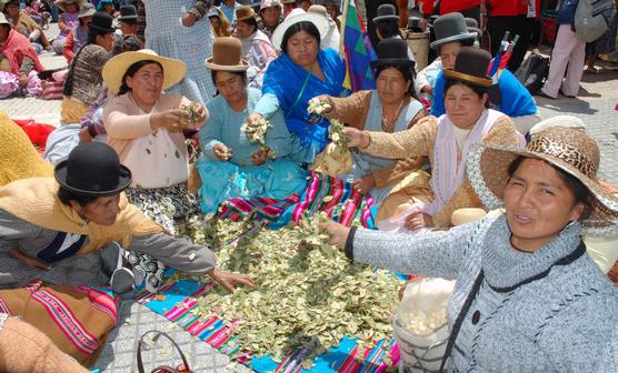 Mujeres bolivianas seleccionan la coca sagrada