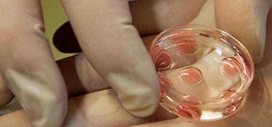 Caja de Petri con el cultivo de cinco embriones