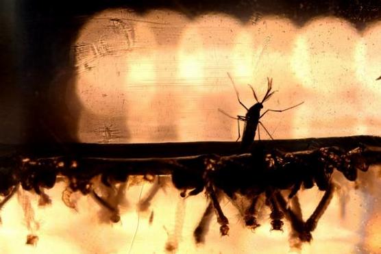El mosquito que está hasta cambiando el genoma humano