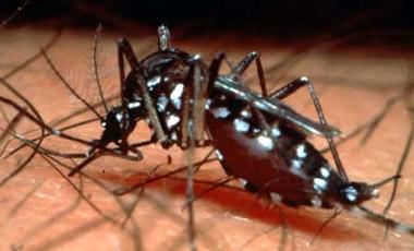 El temible mosquito del dengue está en las islas
