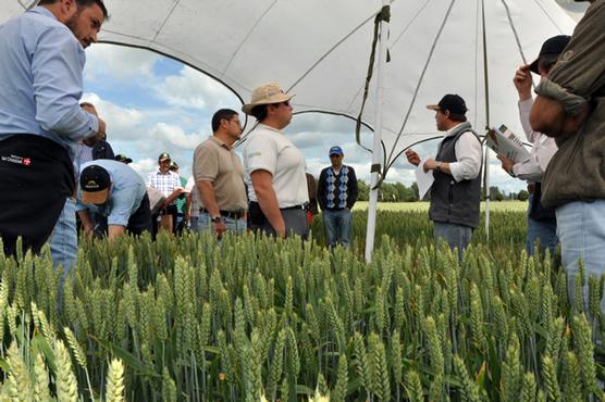 Promoción chilena para la siembra de trigo