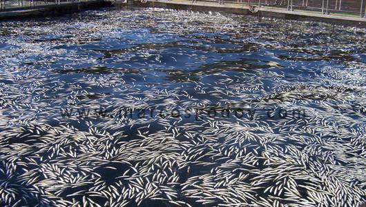 Salmones envenenados con algas