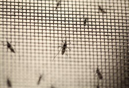 Mosquitos en laboratorios norteamericanos