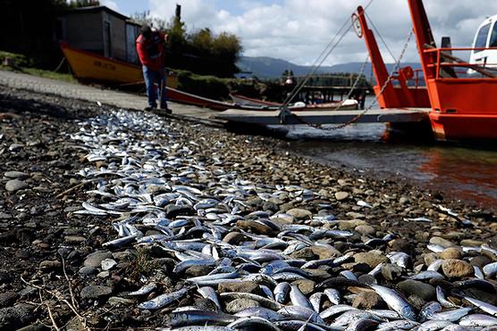Las sardinas varadas en las playas chilenas