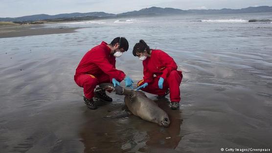 Auxiliares de Greenpeace examinan a un león marino muerto en las aguas de Chiloé.