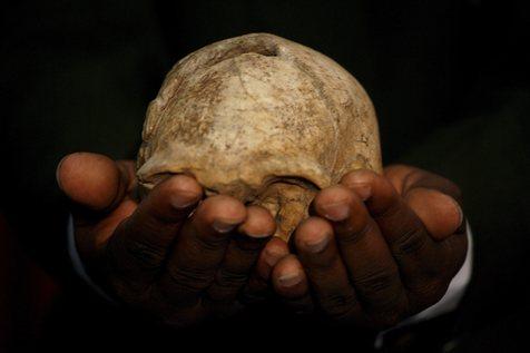 Cráneo de homo erectus