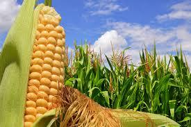 El maíz es el pilar de la alimentación mexicana