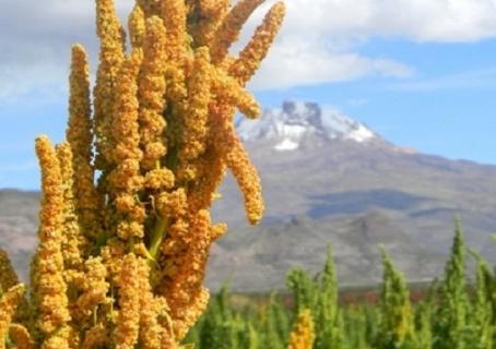 El cereal energético de los Andes