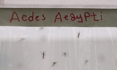 Avanzan estudios para esterlizar mosquitos