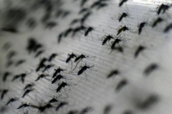 Mosquitos en laboratorios norteamericanos