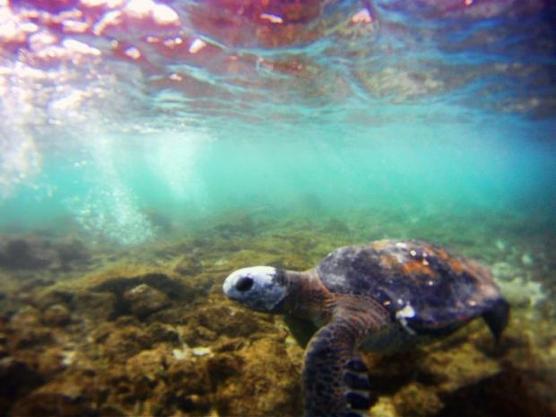 Una tortuga nadando en la Isla de Pascua, a 3.700 km de la costa de Chile