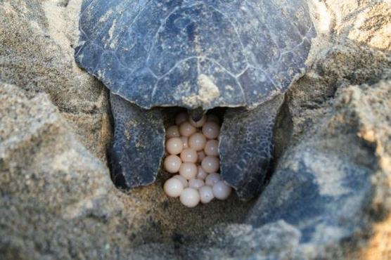 Una tortuga golfina pone huevos en una playa del pacifico panameño