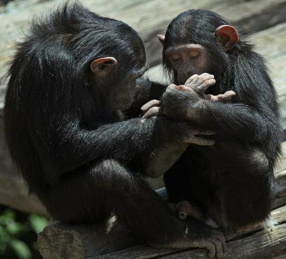 Pequeños chimpancés en el santuario Ol-Pejeta en Nanyuki en Kenia