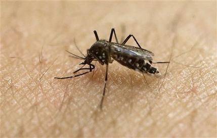 Un mosquito que puede transmitir el zika