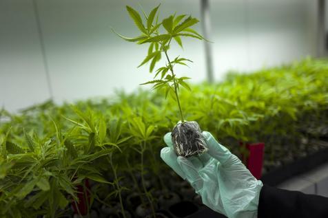 Plantines de marihuana de la investigación