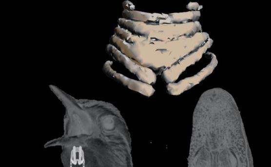 Imagen de un estudio del órgano vocal del fósil de un ave de la era mesozoica, que arrojó información sobre la evolución.