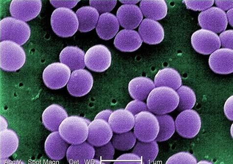 Cultivo de superbacteria Staphylococcus aureus
