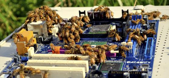 El software permite evaluar el efecto de las acciones de las abejas dentro de una colmena virtual