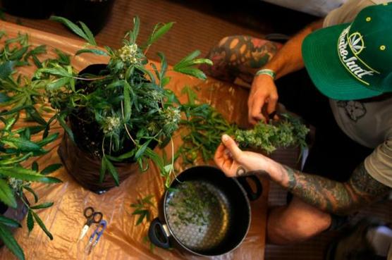 Cultivador de marihuana uruguayo