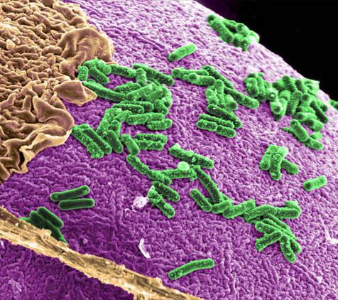 Bacterias del microbioma