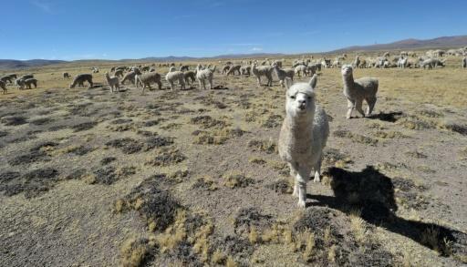 Una manada de alpacas en Limata