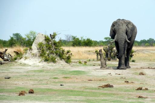 Un elefante pasea por parque natural en Zimbabue