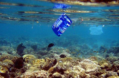 Peces que nadan entre el plástico, los ecosistemas a riesgo en el mar chileno advierte Greenpeace.