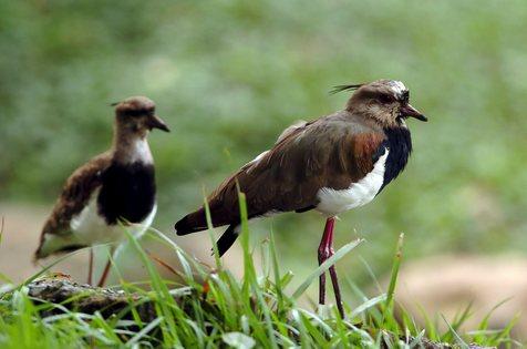 Colombia rompe el récord de avistamiento de aves 
