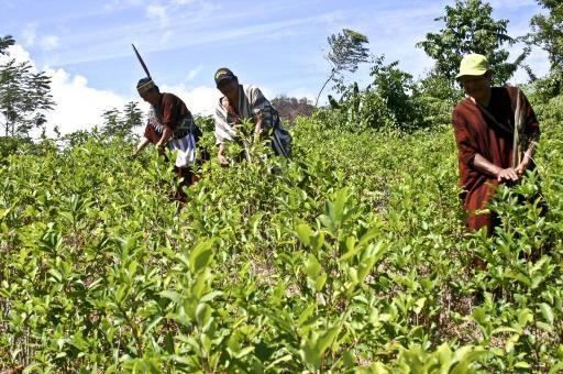 Trabajadores peruanos cosechando coca