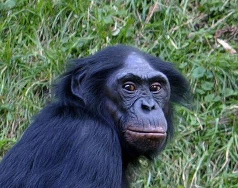 Bonobo como antepasado