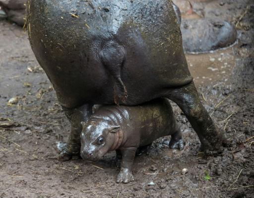 Un hipopótamo pigmeo de 14 días en el zoológico de Buin