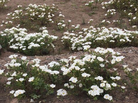 Aunque parezca un vergel, es un desierto: flores en Atacama, Chile, una de las zonas más áridas de la Tierra.