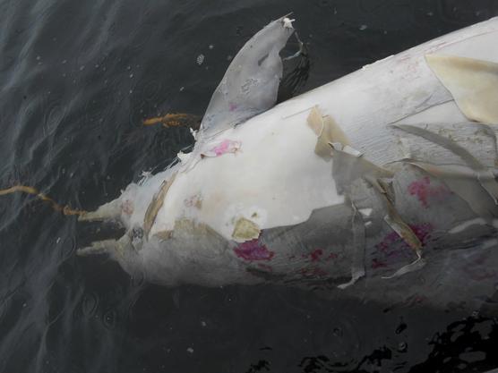 Delfín en estado de descomposición