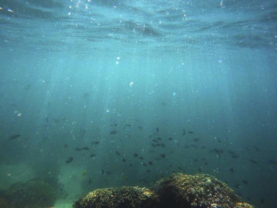 Peces nadan por encima de coral blanqueado en la bahía Kaneohe en la isla de Oahu, Hawai.