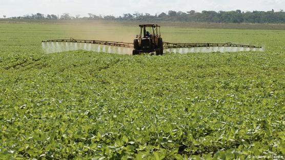 Cultivo industrial de soja en Paraguay para la exportación.