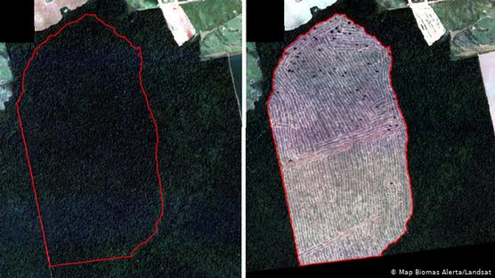 Las imágenes muestran 465 hectáreas de deforestación en Mato Grosso en febrero
