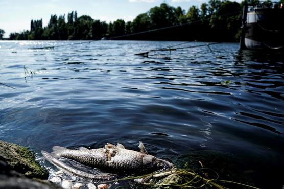 Un pez muerto en el río Sena a la altura de Conflans Sainte Honorine, a las afueras de París