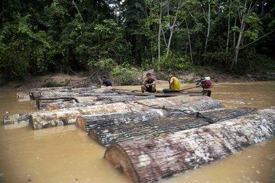 Taladores ilegales, amarran troncos para moverlos por el río Putaya cerca de la población de Saweto, Perú