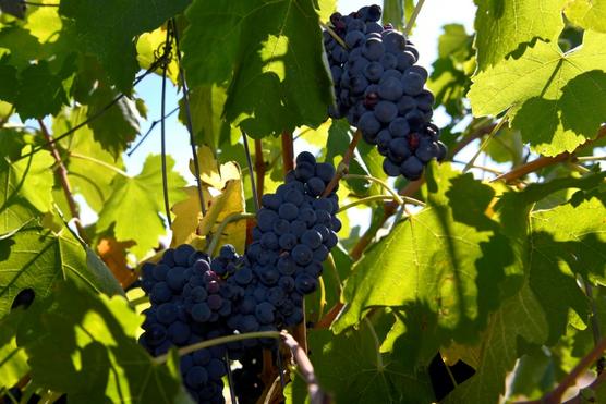Unos racimos de uva cuelgan de unas vides en un viñedo de la localidad española de Maluenda, en la región de Aragón