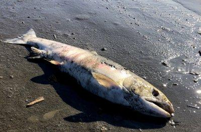 El cadáver de un salmón chum en la orilla del río Koyukuk, en Huslia, Alaska