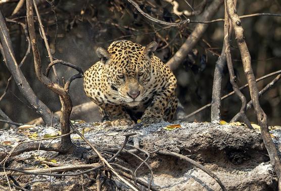 Un jaguar herido descansa en la orilla de un río de El Pantanal
