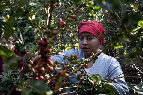 Una mujer recoge granos de café en una plantación de Guatemala (foto: ANSA)