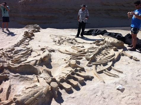 En el desierto chileno de Caldera se encontraron fósiles de aves, delfines, cocodrilos y de la ballena más grande del planeta.